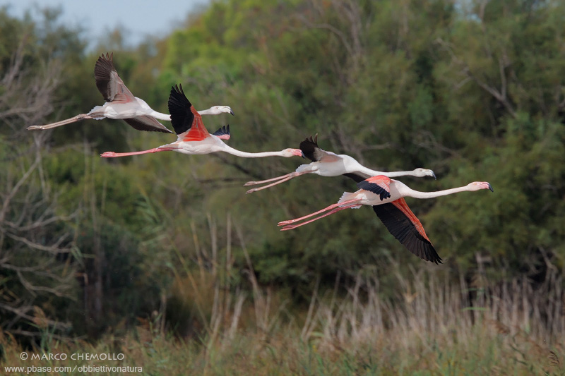 Greater Flamingo - Fenicottero rosa (Phoenicopterus roseus)