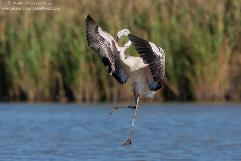 Greater Flamingo - Fenicottero rosa (Phoenicopterus roseus)