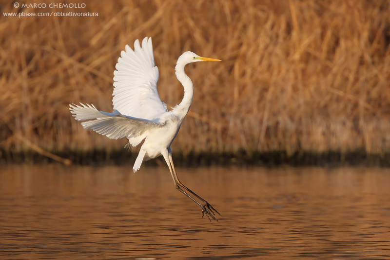 Great White Egret - Airone Bianco Maggiore (Ardea alba = Casmerodius albus)