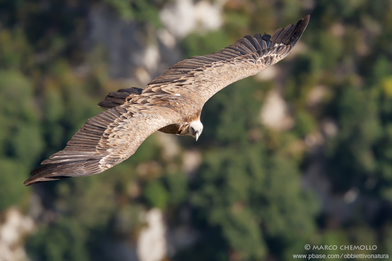 Griffon Vulture - Grifone (Gyps fulvus)