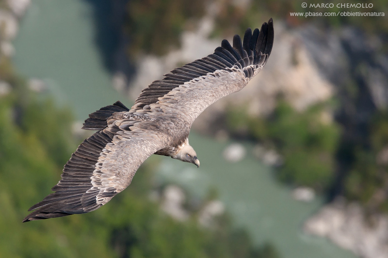 Griffon Vulture - Grifone (Gyps fulvus)