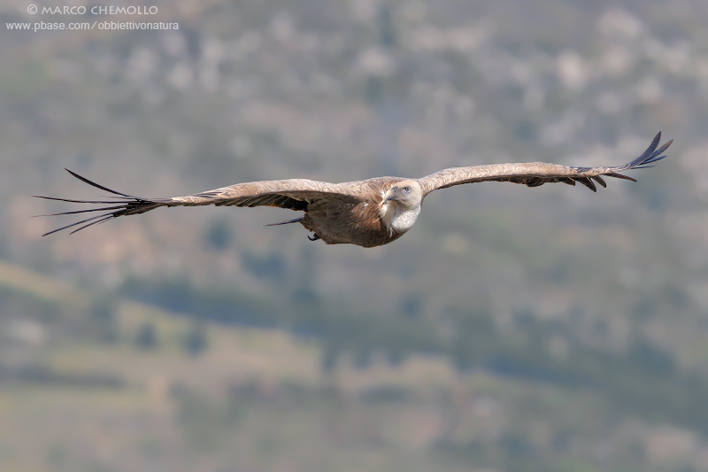 Griffon Vulture - Grifone (Gyps fulvus)