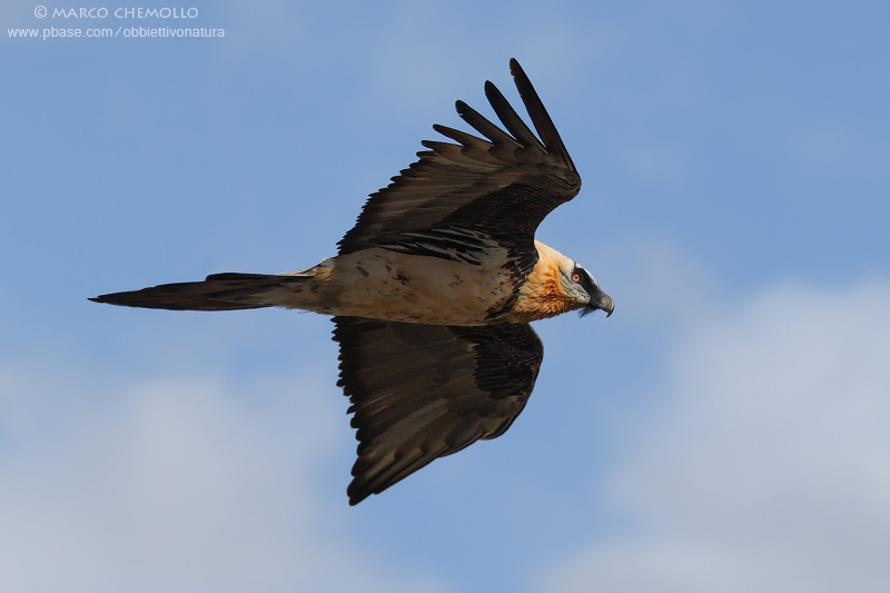 Bearded Vulture - Gipeto (Gypaetus barbatus)