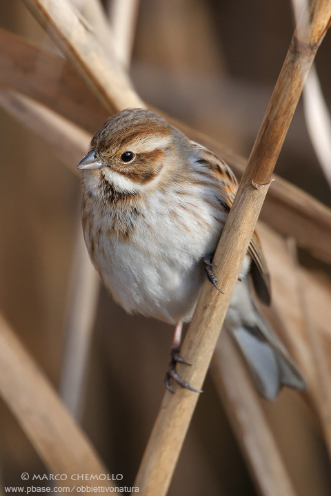 Emberiza shoeniclus - Reed Bunting