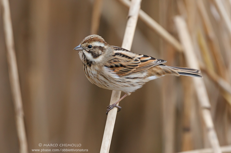 Emberiza shoeniclus - Reed Bunting