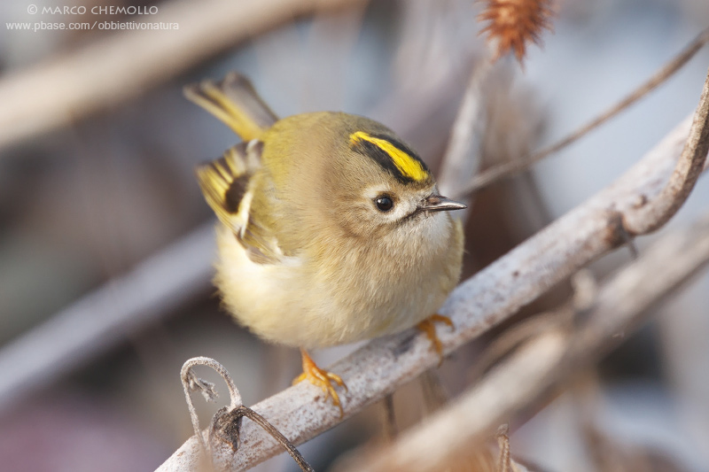 Regulus regulus - Goldcrest