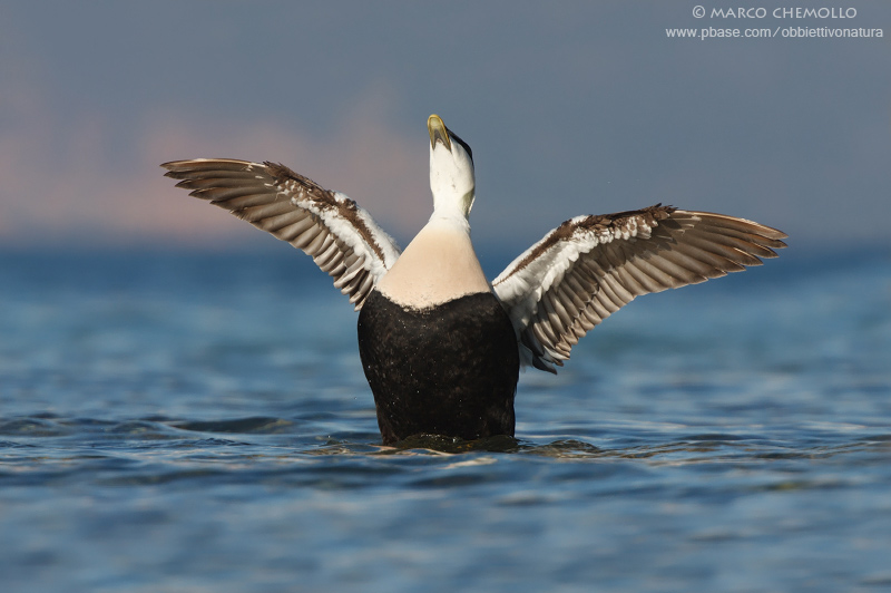 Eider - Edredone (Somateria mollissima)