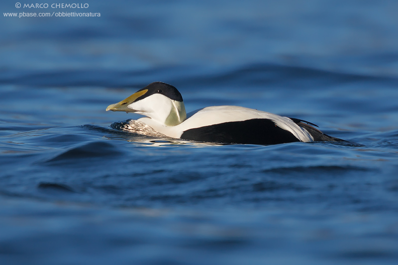 Eider - Edredone (Somateria mollissima)