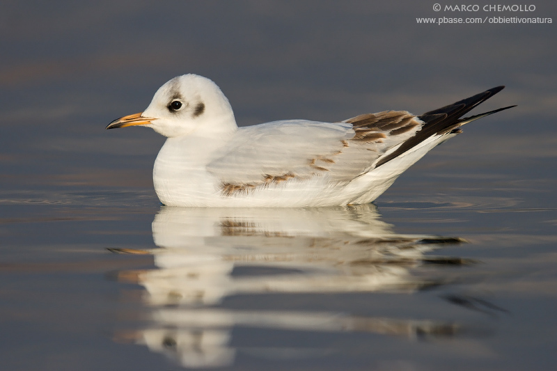 Black-headed Gull - Gabbiano Comune (Chroicocephalus ridibundus)