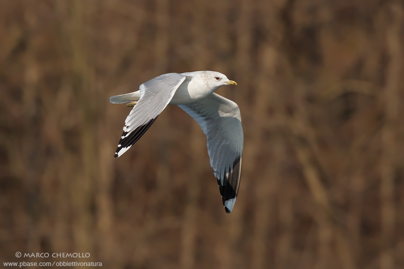 Common Gull, Mew Gull - Gavina (Larus canus)