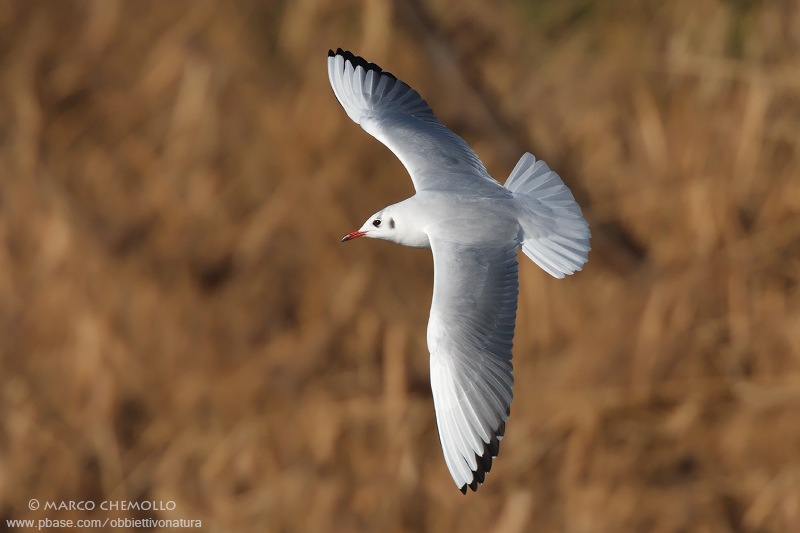 Black-headed Gull - Gabbiano Comune (Chroicocephalus ridibundus)