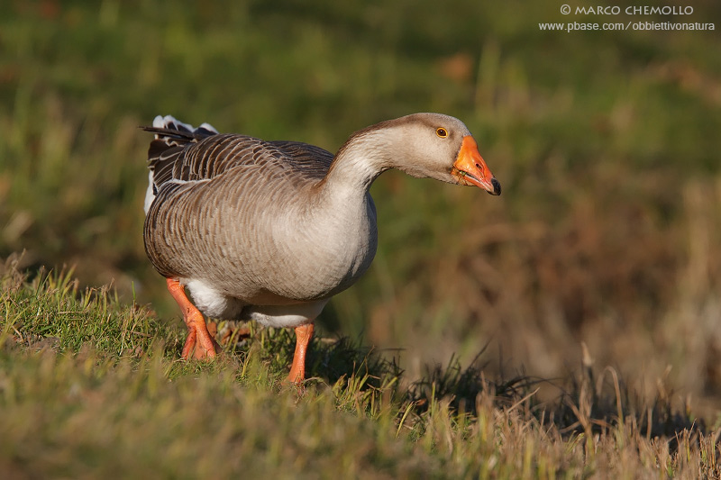 Greylag Goose, domestic - Oca Selvatica, domestica (Anser anser)