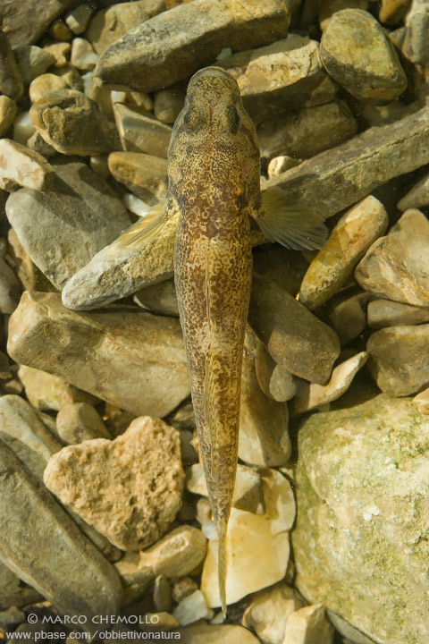 Goby - Ghiozzo Padano (Padogobius martensi)