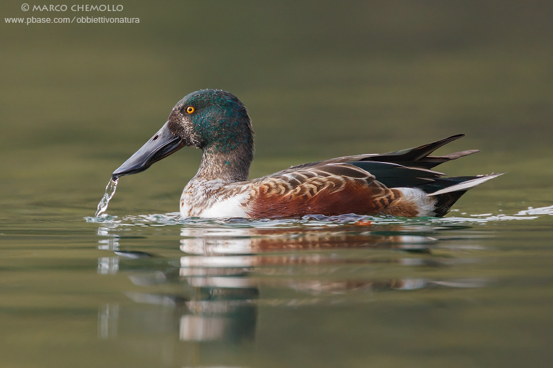 Northern Shoveler - Mestolone (Anas clypeata)