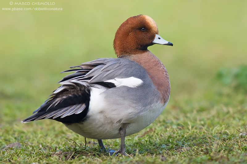 Eurasian Wigeon - Fischione (Anas penelope)