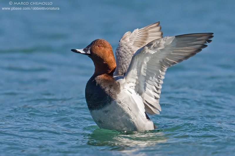 Pochard - Moriglione (Aythya ferina)