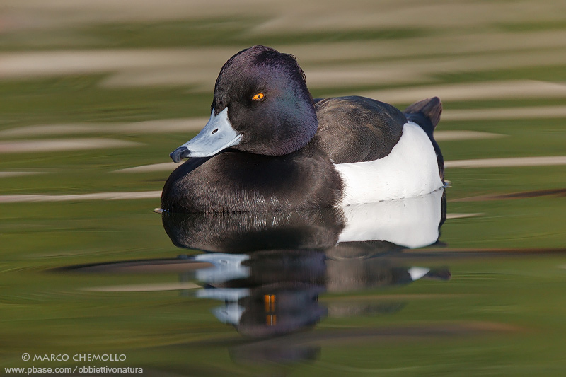 Tufted Duck - Moretta (Aythya fuligula)