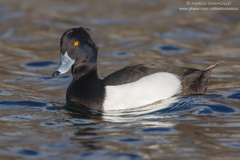 Tufted Duck - Moretta (Aythya fuligula)