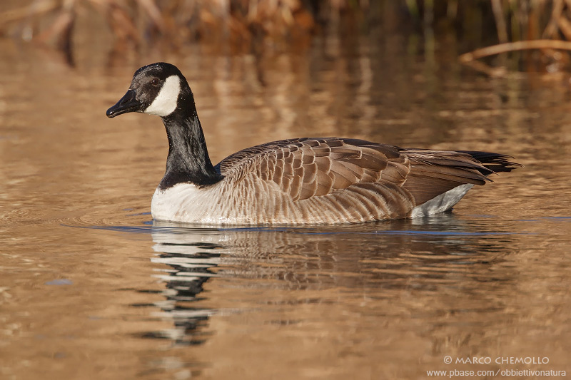Canada Goose - Oca del Canada (Branta canadensis)