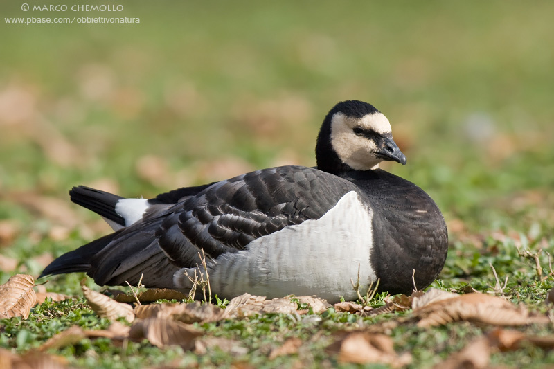 Barnacle Goose - Oca Facciabianca (Branta leucopsis)