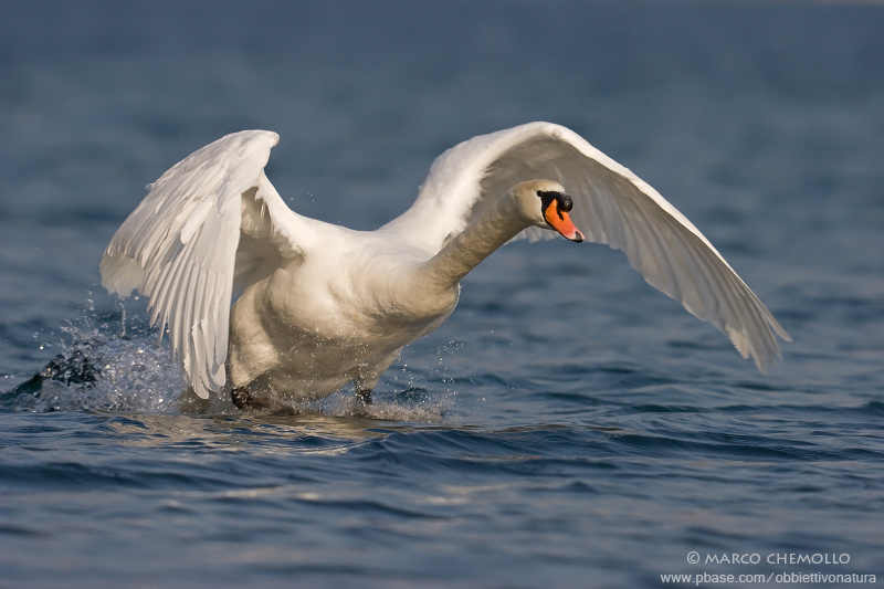 Mute Swan - Cigno Reale (Cygnus olor)