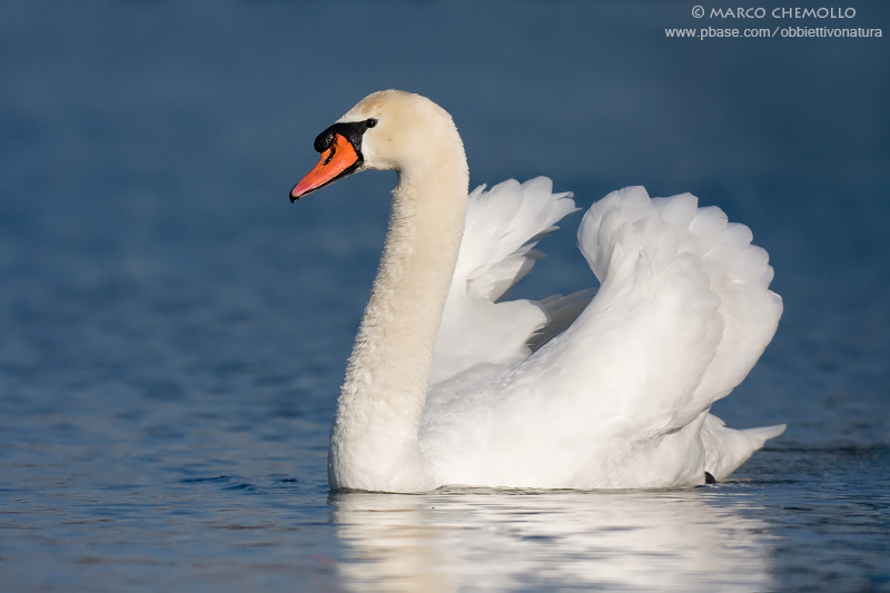 Mute Swan - Cigno Reale (Cygnus olor)