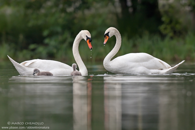 Mute Swan - Cigno Reale (Cygnus olor)