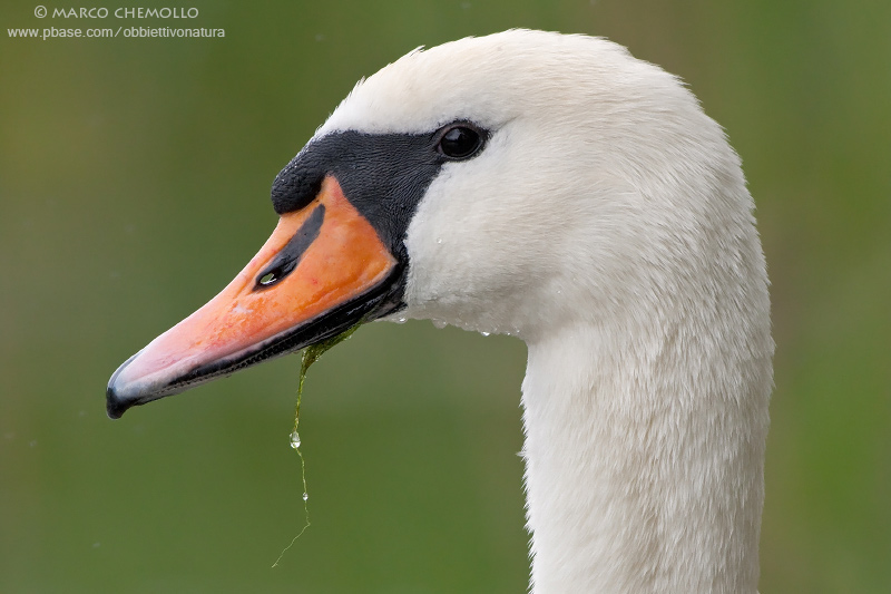 Mute Swan - Cigno Reale (Cygnus olor)