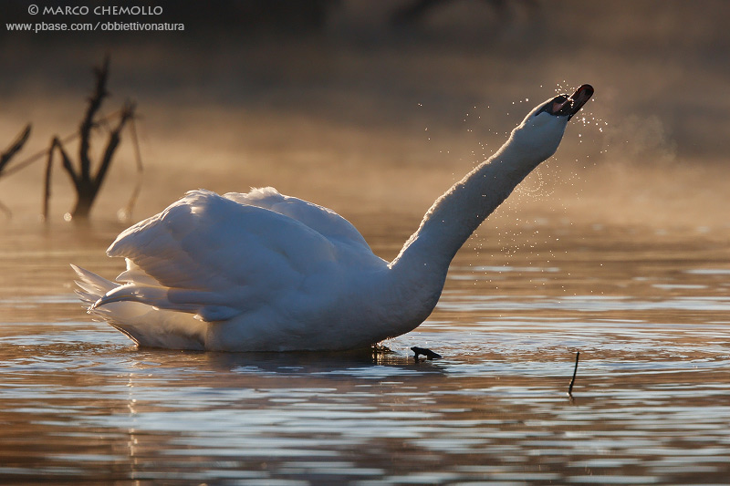 Mute Swan - Cigno Reale (Cygnus olor)