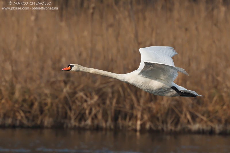 Mute Swan - Cigno Reale (Cygnus olor)