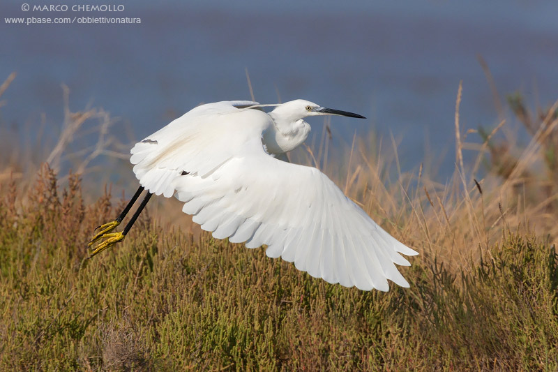 Little Egret - Garzetta (Egretta garzetta)