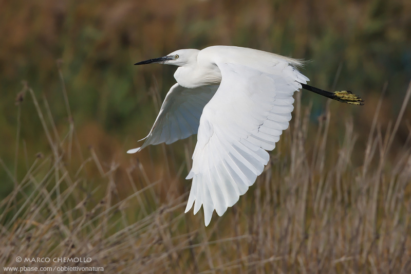 Little Egret - Garzetta (Egretta garzetta)