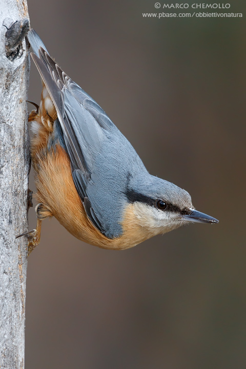 Eurasian Nuthetch - Picchio Muratore (Sitta europaea)