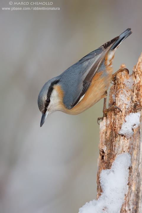 Eurasian Nuthetch - Picchio Muratore (Sitta europaea)