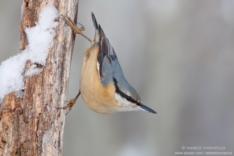Eurasian Nuthetch - Picchio Muratore (Sitta europaea)