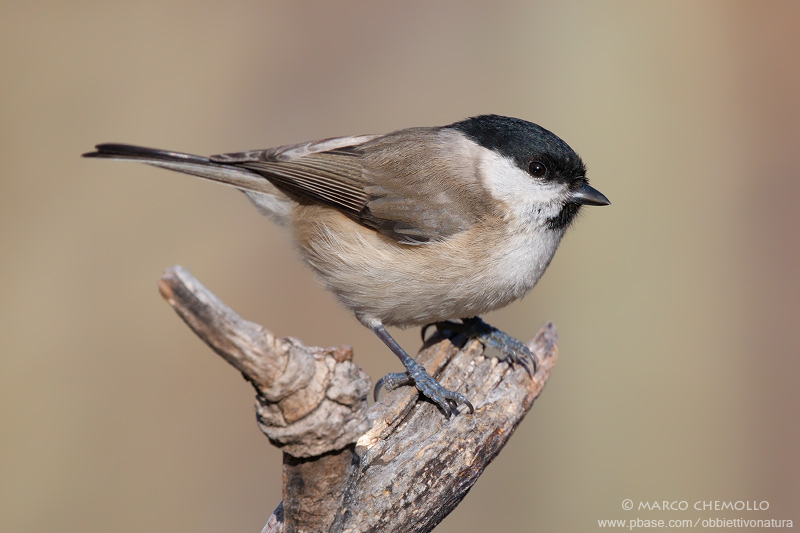 Marsh Tit - Cincia Bigia (Parus palustris)