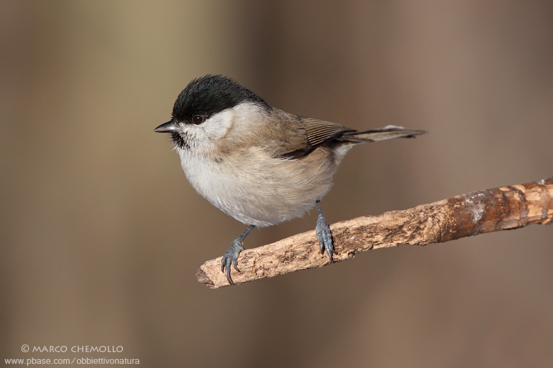 Marsh Tit - Cincia Bigia (Parus palustris)