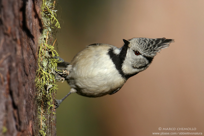 European Crested Tit - Cincia Dal Ciuffo (Parus cristatus = Lophophanes cristatus)