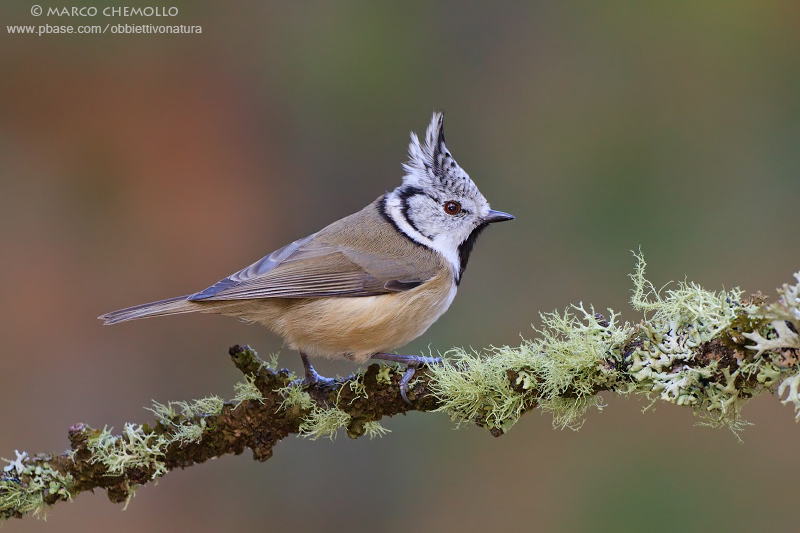European Crested Tit - Cincia Dal Ciuffo (Parus cristatus = Lophophanes cristatus)
