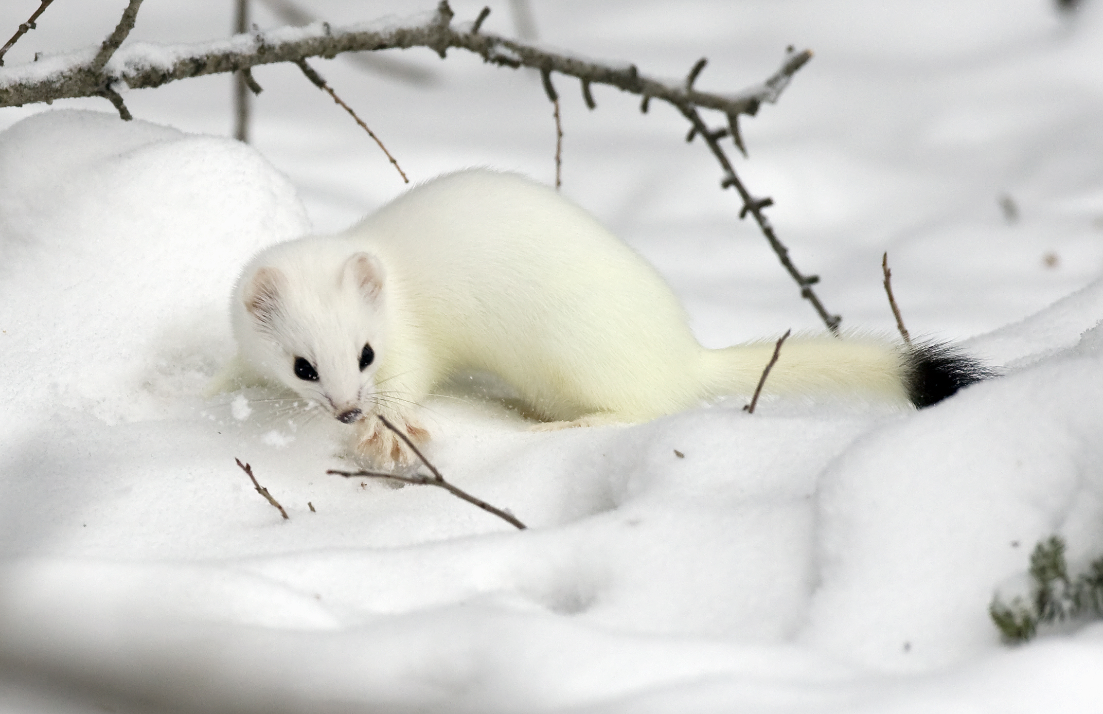 Short-tailed Weasel 3W6960