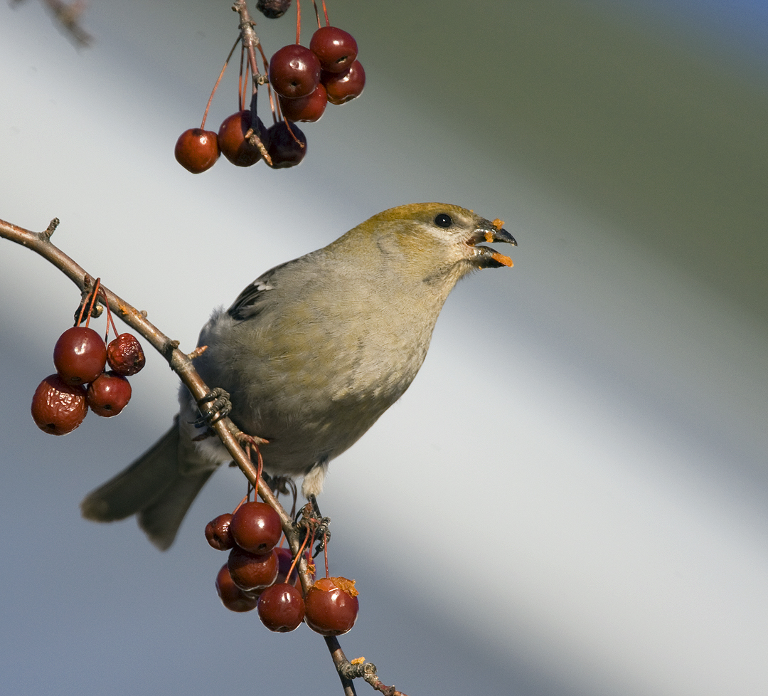 Pine Grosbeak 2855