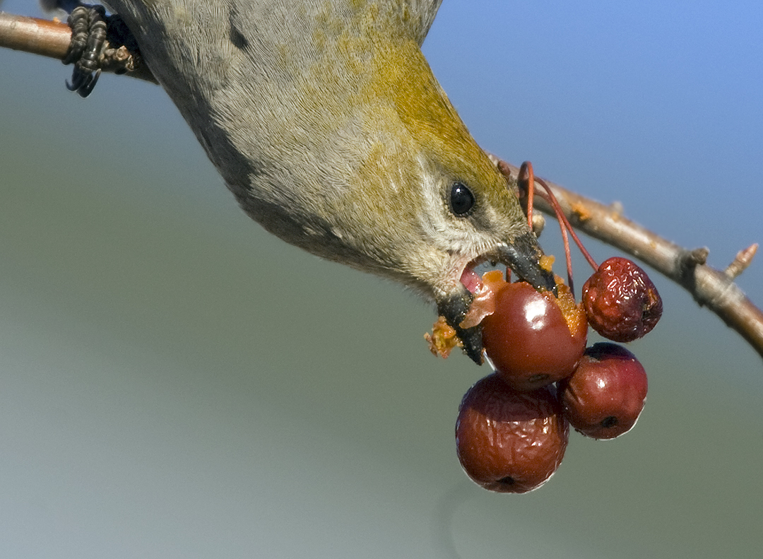 Pine Grosbeak 2970