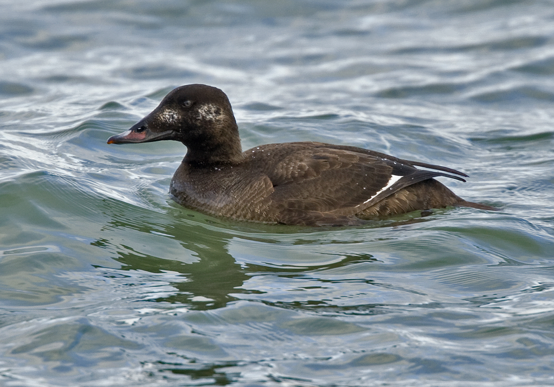 White-winged Scoter 3553