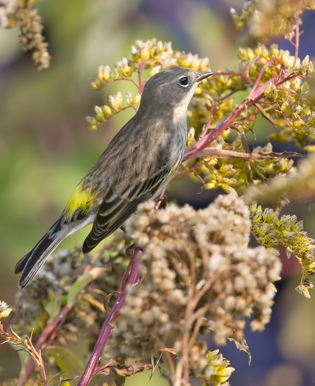 Yellow-rumped Warbler 3278