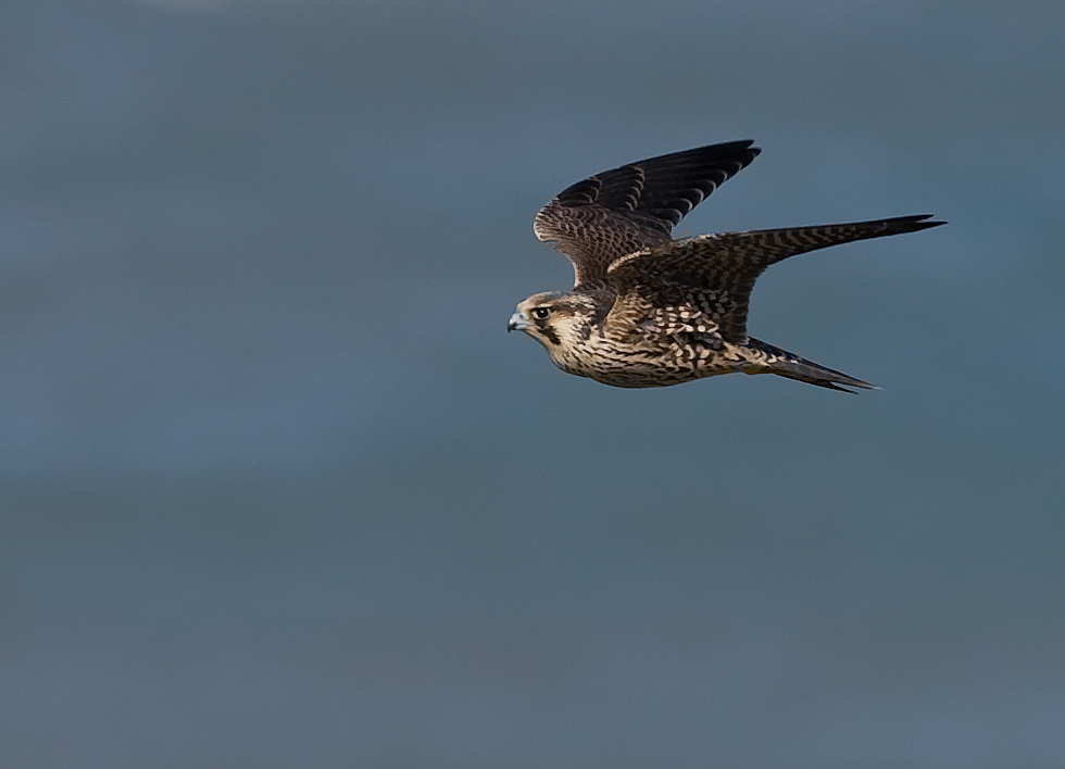 Peregrine Falcon