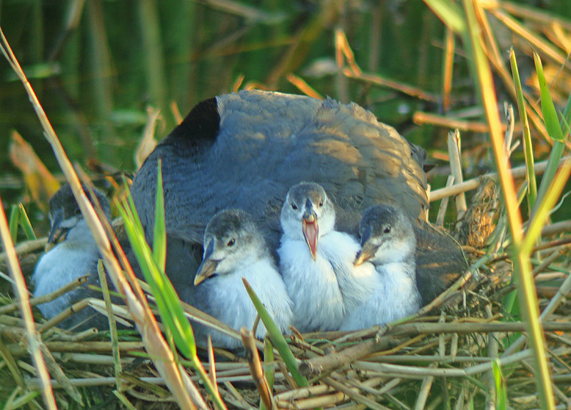 Meerkoet 3