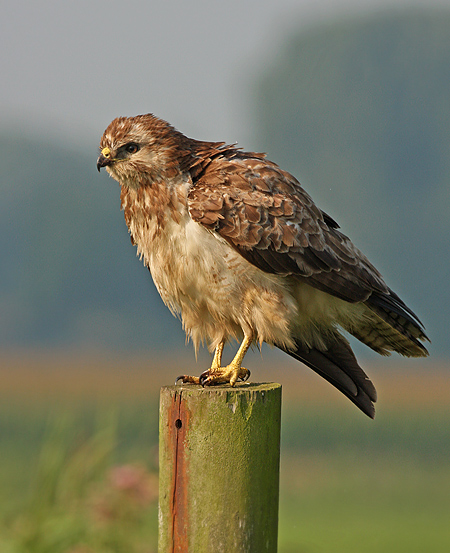 Buizerd 15