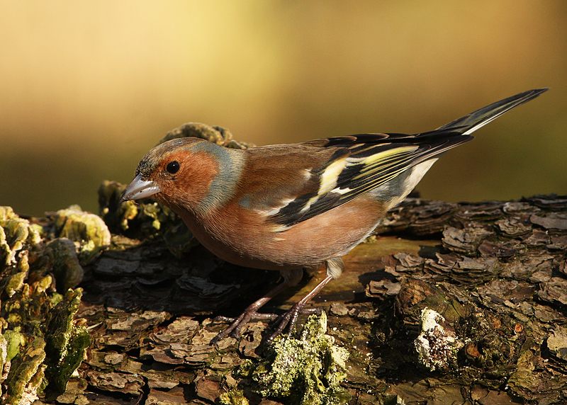 Vink 4