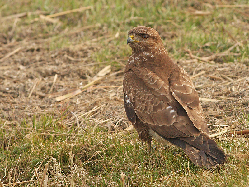 Buizerd 21