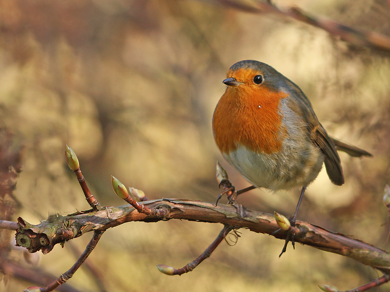 Roodborst 4